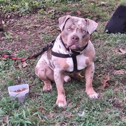 French Bulldog Stud Available with Puppies Arriving This Week in Martinsville, va