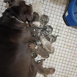 Puppies Available - 1 Female and 7 Males in Martinsville, va