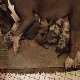 Puppies Available for Deposit in Martinsville, va