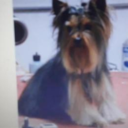 Yorkshire Terrier Stud Service Available in Wheatfield, in