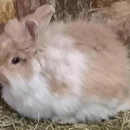 Lionhead Bunnies for Adoption in Wheatfield, in
