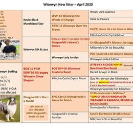 Gorgeous AKC Blue Merle Collie for Stud in Wheatfield, in