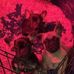 French Bulldogs Available - Male and Female in Jacksonville, nc