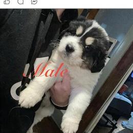 Great Pyrenees Puppies Available in Granville, oh