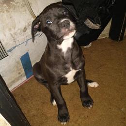 American Bully X GSD/Pitbull Puppies Ready for Forever Homes in Berkshire, ny