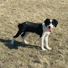 7-Month Female Old English Sheepdog/Poodle Available in Peru, il