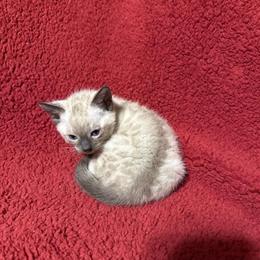 Snow Bengal Kitten Ready April-May 2026 in Circleville, oh