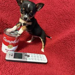 Chihuahua in Ohio - Contact for Details in Circleville, oh
