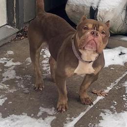 American Bully Female for Sale - 4 Years Old in Saint Paul, mn