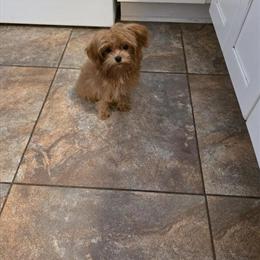 Maltipoo puppy - 1 female available in Port Charlotte, fl