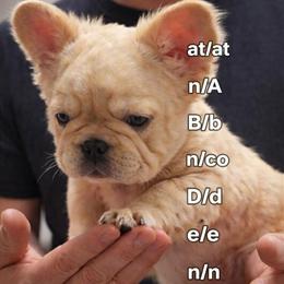 French Bulldog Puppy - 3 Months Old Male in Youngstown, oh