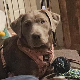 8 Month Old Silver Labrador Retriever for Adoption in Janesville, wi