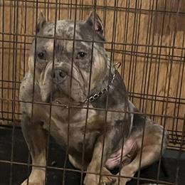 Merle Bully Male for Co-Ownership or Outright Sale in Saginaw, mi