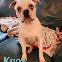 Cream Boston Terrier Stud Available for Breeding in Birch Run, mi