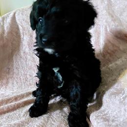 Aussiedoodle Tina Available for Adoption in Willard, oh