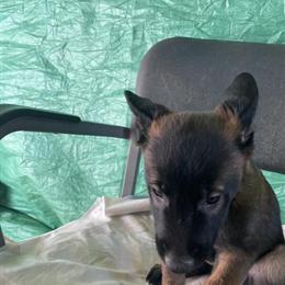 Belgian Malinois Puppies Available for Rehoming in Perris, ca