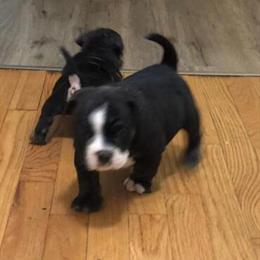 Exotic Male Merle Benny Ready for Christmas in Newark, nj