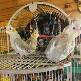 Bonded Pair of Cockatiels Ready for New Homes in Saginaw, mi