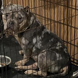 Merle Male, 3 Years Old in Saginaw, mi