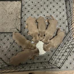 Bully Pups Available - Sweet Deal in Saginaw, mi
