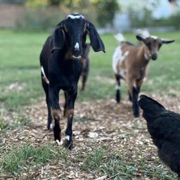 Nigerian Dwarf and Nubian Goats for Sale in Flint, mi