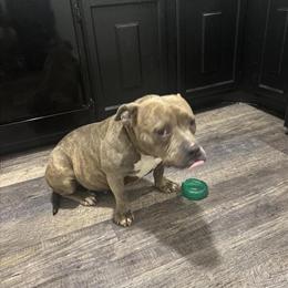 Pitbull Mix Puppies for Adoption in Griffith, in