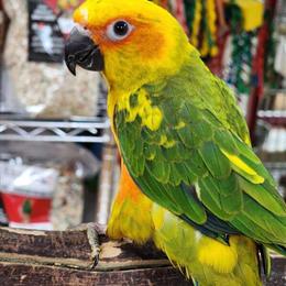 Sun Conure Babies Available in Stroudsburg, pa