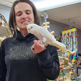 Goffin Cockatoo Available in Stroudsburg, pa