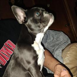 Exotic Blue Pied Female French Bulldog - 4 Months Old in Yakima, wa