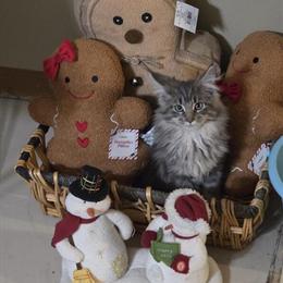 Maine Coon Kittens for Christmas Sale in Saint Clair, mi