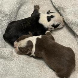 English Bulldog Puppies Available in Nashville, nc