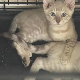 Kittens available for adoption this Christmas in Tucson, az