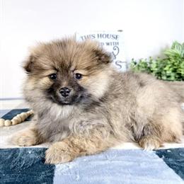 Pomeranian Puppies Ready for Forever Homes in Indianapolis, in