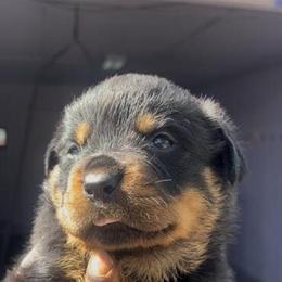 Rottweiler Puppies Ready for Adoption in Orlando, fl