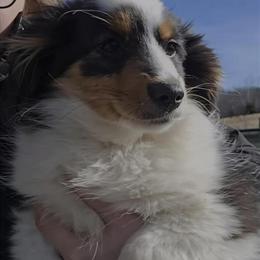 Australian Shepherd Puppies Looking for Forever Homes in Gallipolis, oh