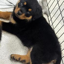 Rottweiler Puppies Available in Rio Grande, oh