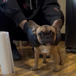 Female Puppies for Sale - $700 without AKC, $900 with AKC in Gurnee, il