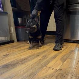 Fluffy Female Dog for Sale in Gurnee, il