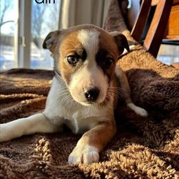English Shepherd Mix Puppies Ready for Adoption in Romeo, mi