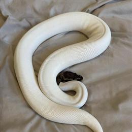 Ball Python Collection for Sale - Healthy Snakes Available in Woodbridge, va
