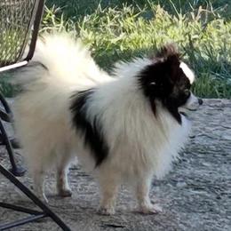 Male Pomeranian for Sale - CKC Registered, 3 Years Old in Rome, ga