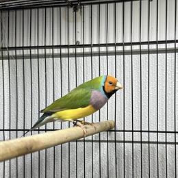 Gouldian Finches for Sale - Healthy Young Birds in Tobyhanna, pa