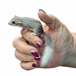 Micro Squirrels - Hand Tame Babies for Sale in Kansas City, ks