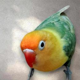 Lovebirds for Adoption in Kansas City, ks