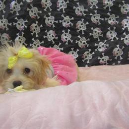 Meet Snow, the Beautiful Aussiepoo Ready for a New Home! in Paterson, nj