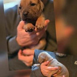 Female Cane Corso Puppy Available in Monroe, ga