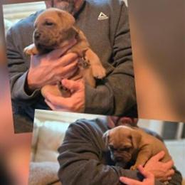 Male Cane Corso Puppy - 6 Weeks Old in Monroe, ga