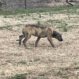 AKC Irish Wolfhound Female Puppy Seeking Forever Home in Auburn, ky
