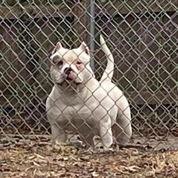 American Bully Stud Fee for Vanilla Gorilla in Richmond, va