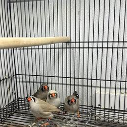 English Zebra Finch for Sale in Tobyhanna, pa